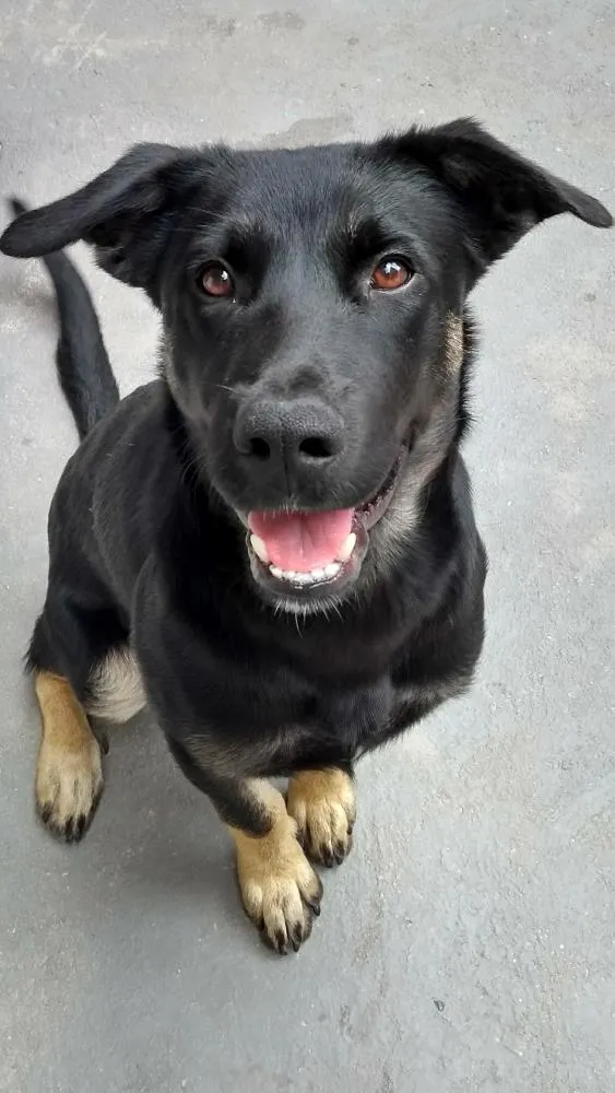 Cachorro ra a Sem raça definida idade 1 ano nome Bruce
