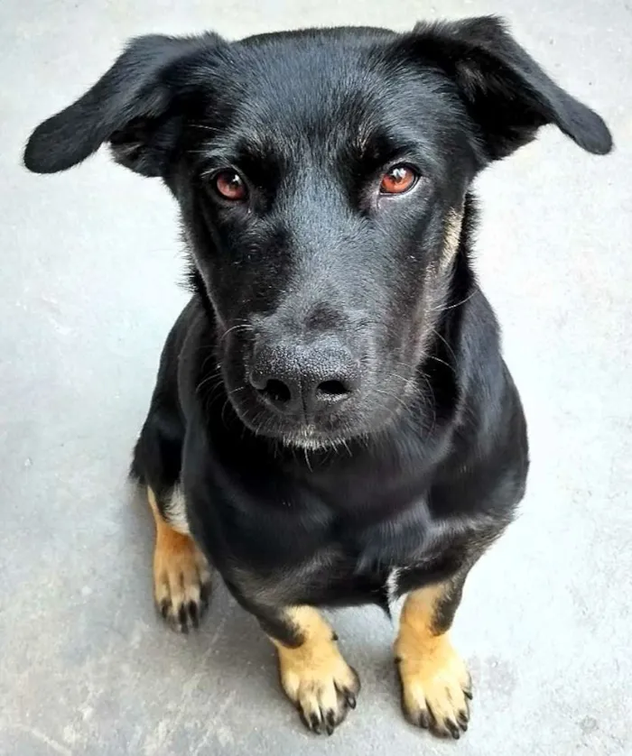 Cachorro ra a Sem raça definida idade 1 ano nome Bruce