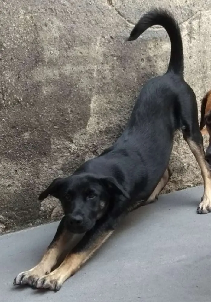 Cachorro ra a Sem raça definida idade 1 ano nome Bruce
