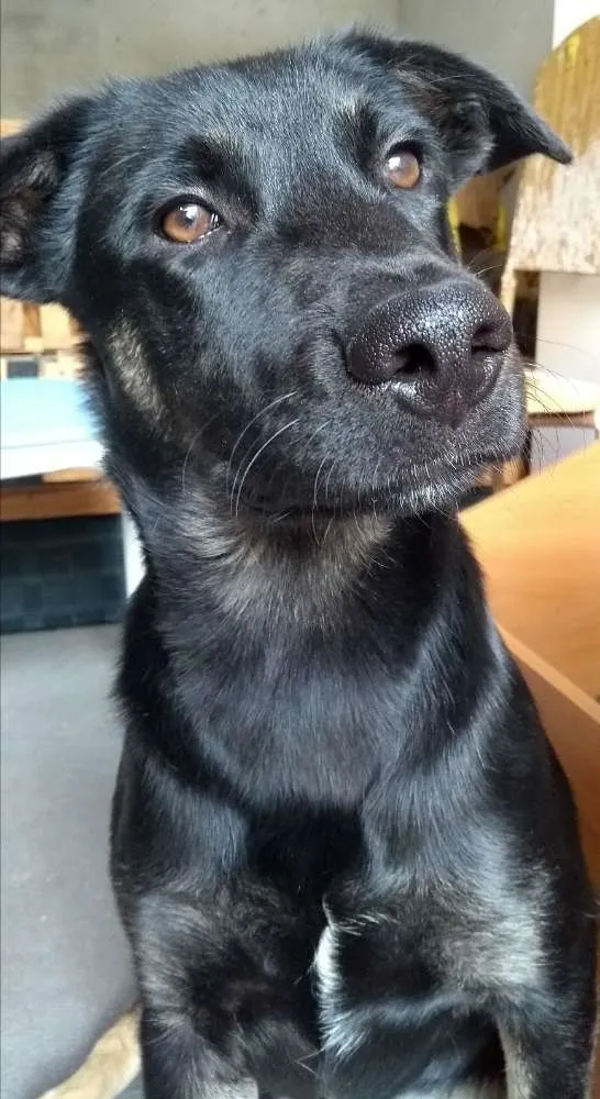 Cachorro ra a Sem raça definida idade 1 ano nome Bruce