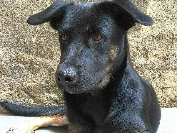 Cachorro ra a Sem raça definida idade 1 ano nome Bruce