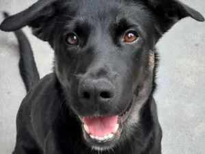 Cachorro raça Sem raça definida idade 1 ano nome Bruce