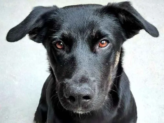 Cachorro ra a Sem raça definida idade 1 ano nome Bruce