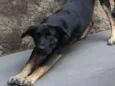 Bruce