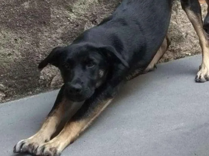 Cachorro ra a Sem raça definida idade 1 ano nome Bruce