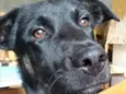 Bruce