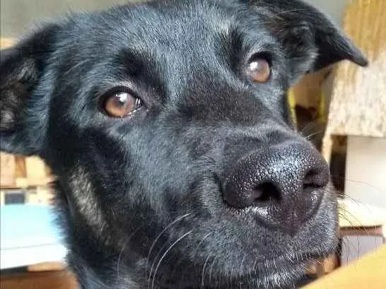 Cachorro ra a Sem raça definida idade 1 ano nome Bruce