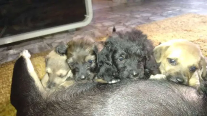 Cachorro raça vira lata idade Abaixo de 2 meses nome lindos