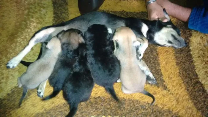 Cachorro raça vira lata idade Abaixo de 2 meses nome lindos