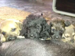 Cachorro raça vira lata idade Abaixo de 2 meses nome lindos