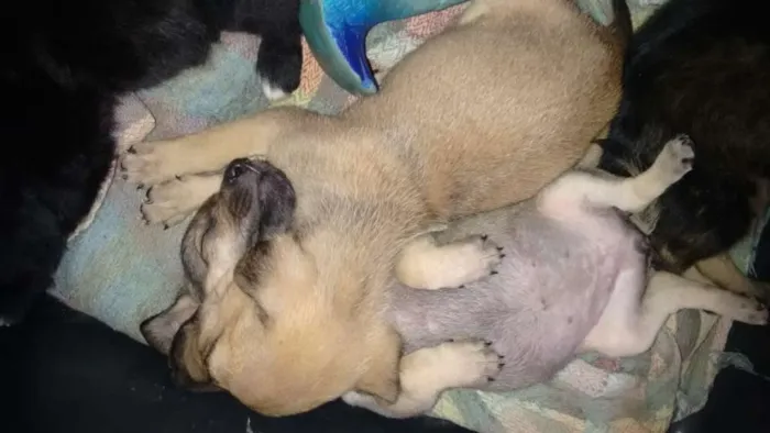 Cachorro raça vira lata idade Abaixo de 2 meses nome lindos