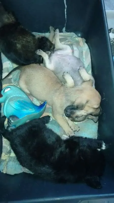 Cachorro raça vira lata idade Abaixo de 2 meses nome lindos