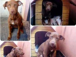 Cachorro raça Labrador mestiço idade 2 a 6 meses nome Mel