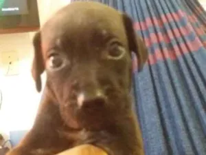 Cachorro raça Srd idade  nome Bongy