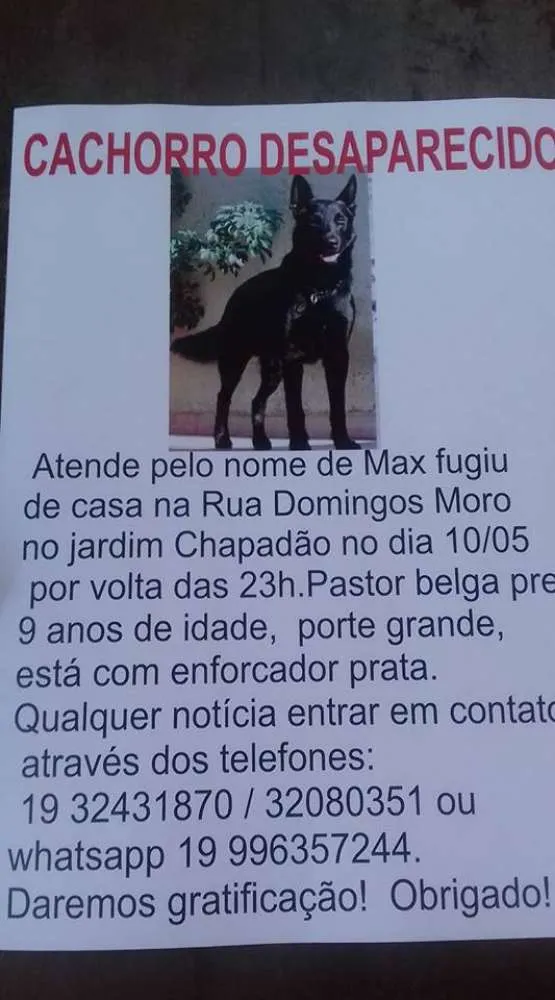 Cachorro ra a Pastor Belga idade 6 ou mais anos nome Max