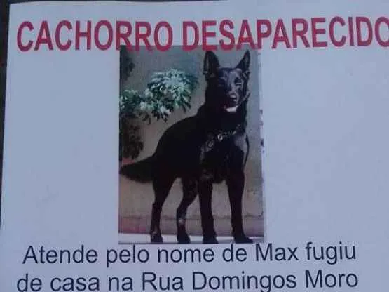 Cachorro ra a Pastor Belga idade 6 ou mais anos nome Max