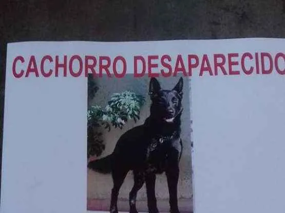 Cachorro ra a Pastor Belga idade 6 ou mais anos nome Max