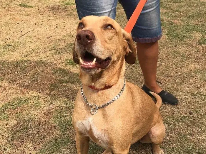 Cachorro ra a Mestiço de labrador (SRD) idade 4 anos nome Pipoca 