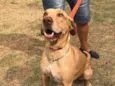 Pipoca