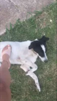 Mel