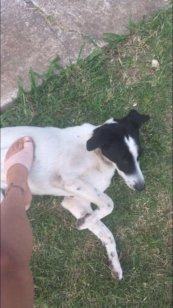 Cachorro ra a Viralata idade  nome Mel