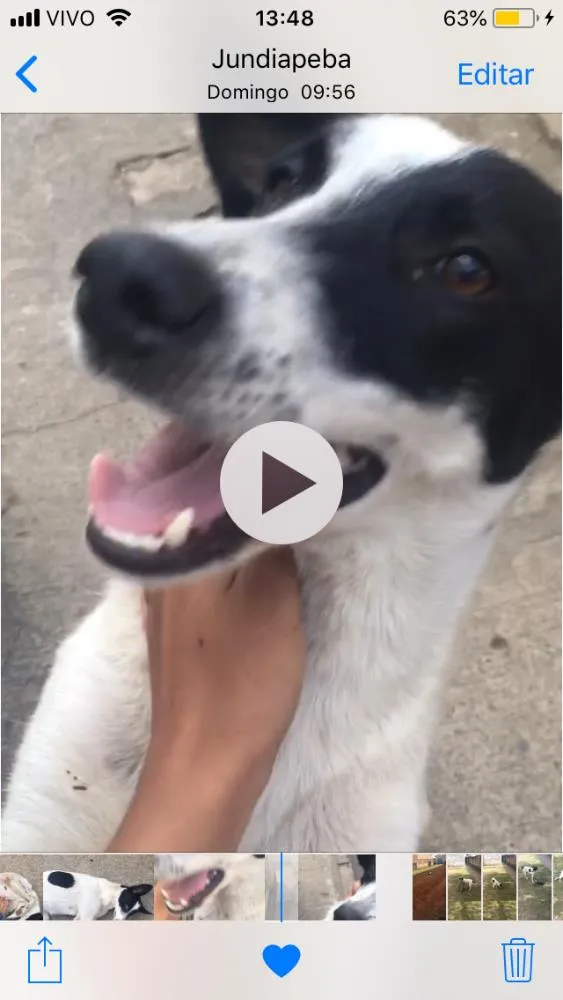 Cachorro ra a Viralata idade  nome Mel