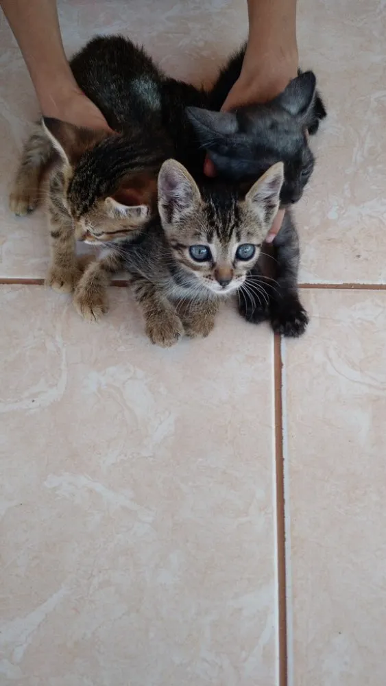 Gato raça  idade Abaixo de 2 meses nome Estao sei nome