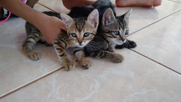 Gato raça  idade Abaixo de 2 meses nome Estao sei nome