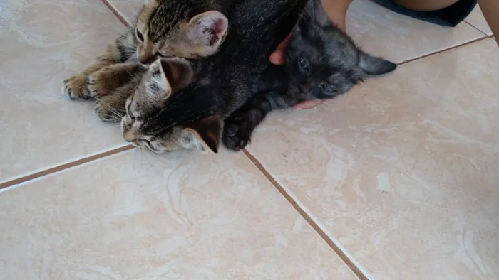 Gato raça  idade Abaixo de 2 meses nome Estao sei nome