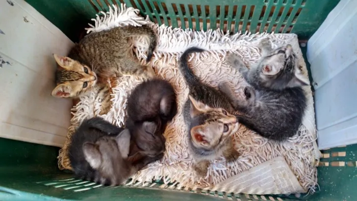 Gato raça  idade Abaixo de 2 meses nome Estao sei nome