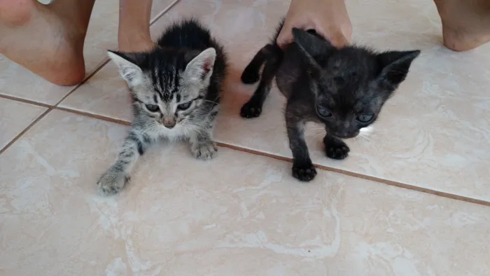 Gato raça  idade Abaixo de 2 meses nome Estao sei nome