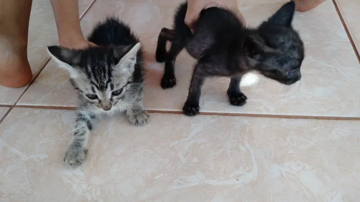 Gato raça  idade Abaixo de 2 meses nome Estao sei nome