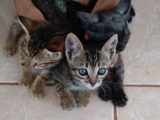 Gato raça  idade Abaixo de 2 meses nome Estao sei nome