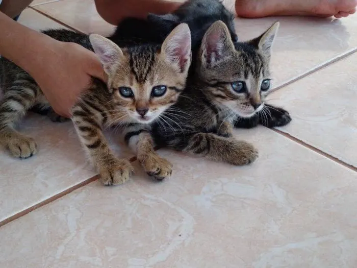 Gato raça  idade Abaixo de 2 meses nome Estao sei nome