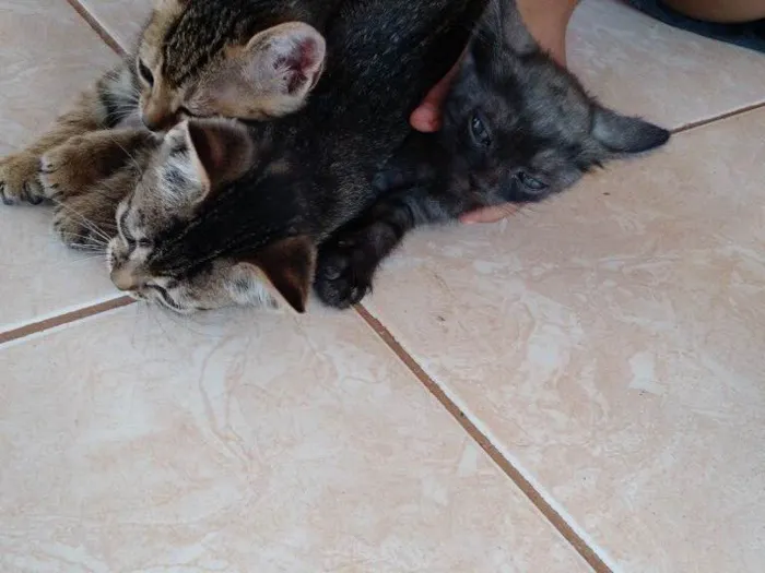 Gato raça  idade Abaixo de 2 meses nome Estao sei nome