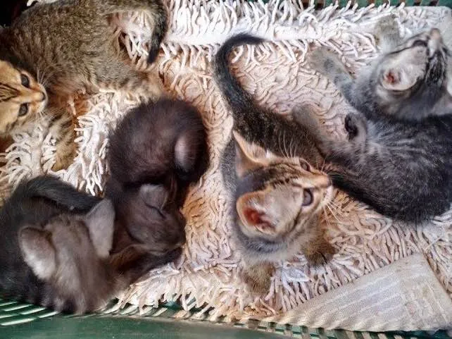 Gato raça  idade Abaixo de 2 meses nome Estao sei nome
