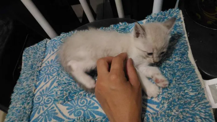 Gato ra a  idade 2 a 6 meses nome Mel,garoto,guga,tito