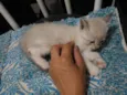 Mel,garoto,guga,tito