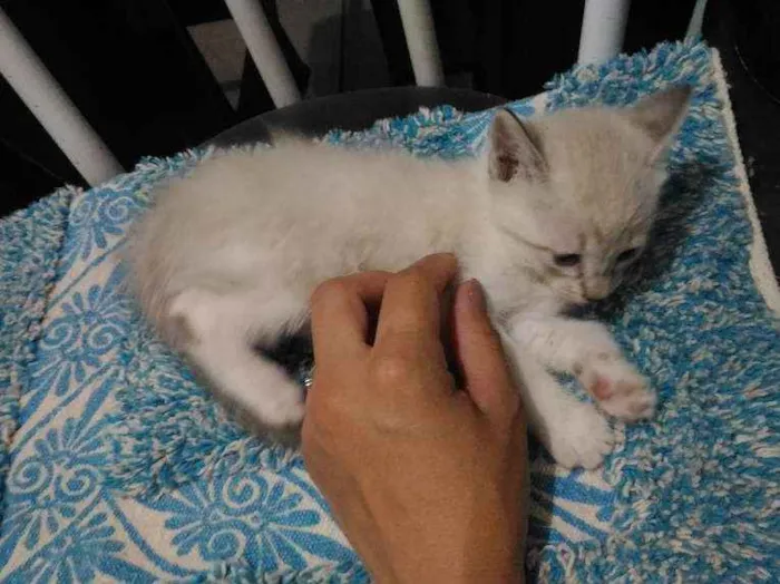 Gato ra a  idade 2 a 6 meses nome Mel,garoto,guga,tito