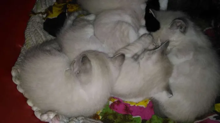 Gato ra a  idade 2 a 6 meses nome Mel,garoto,guga,tito
