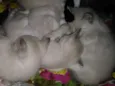 Mel,garoto,guga,tito