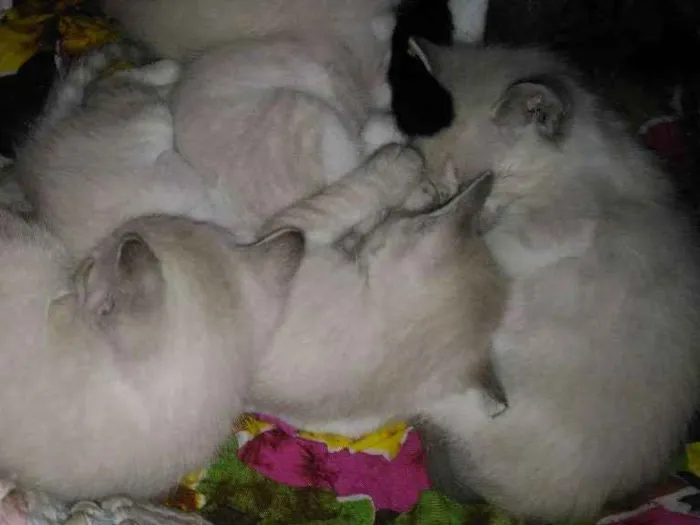 Gato ra a  idade 2 a 6 meses nome Mel,garoto,guga,tito