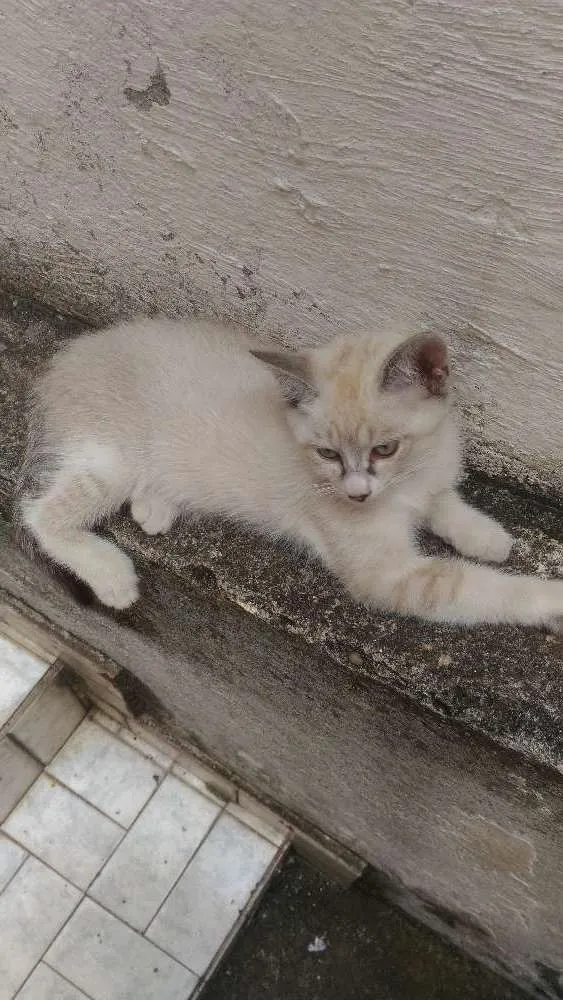 Gato ra a  idade 2 a 6 meses nome Mel,garoto,guga,tito