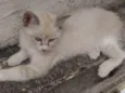 Mel,garoto,guga,tito