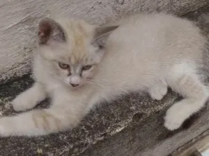 Gato raça  idade 2 a 6 meses nome Mel,garoto,guga,tito