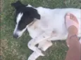 Mel