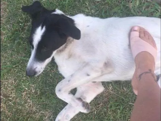 Cachorro ra a Viralata idade  nome Mel