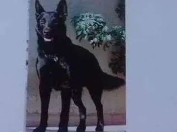 Cachorro ra a Pastor Belga idade 6 ou mais anos nome Max