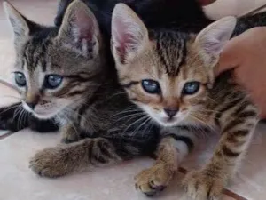 Gato raça  idade Abaixo de 2 meses nome Estao sei nome
