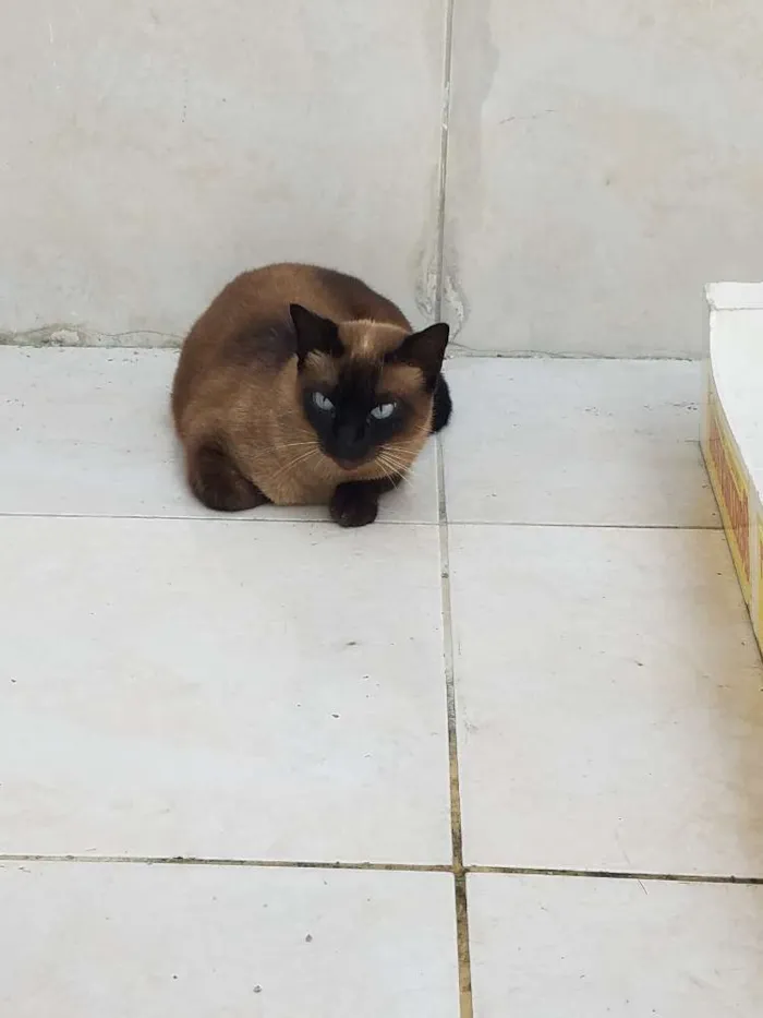 Gato ra a Siames idade 4 anos nome Nina